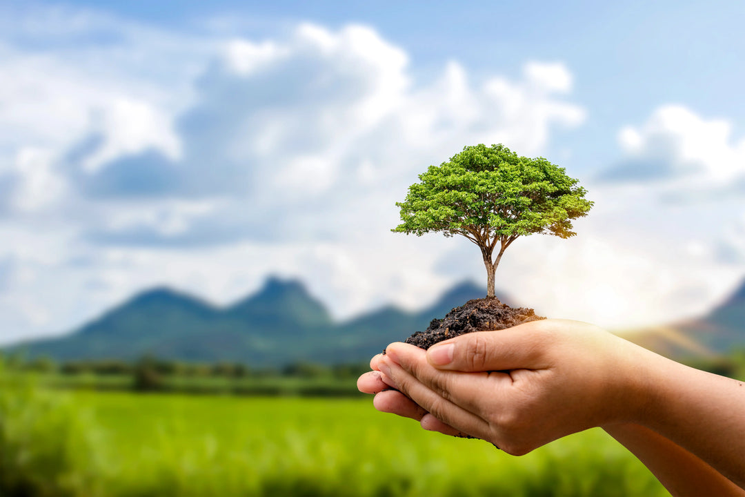 Hands nurturing a green tree, reflecting Kadam Colors’ commitment to sustainability, eco-friendly dyes, and reducing fabric waste.